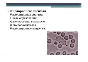 immun-037.jpg