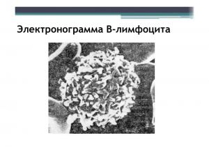 immun-109.jpg