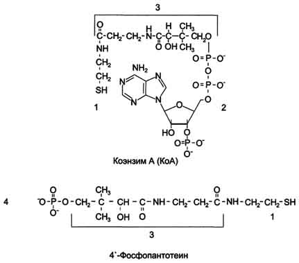 Рис. 3-1. Строение КоА и 4'-фосфопантотеина. 1 - тиоэтаноламин; 2 - аденозил-3'-фосфо-5'-дифосфат; 3 - пантотеновая кислота; 4 - 4'-фосфопантотеин (фосфорилированная пантотеновая кислота, соединённая с тиоэтаноламином).