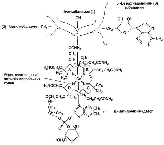 Рис. 3-2. Структура витамина В12 (1) и его коферментные формы - метилкобаламин (2) и 5-дезоксиаденозилкобаламин (3).