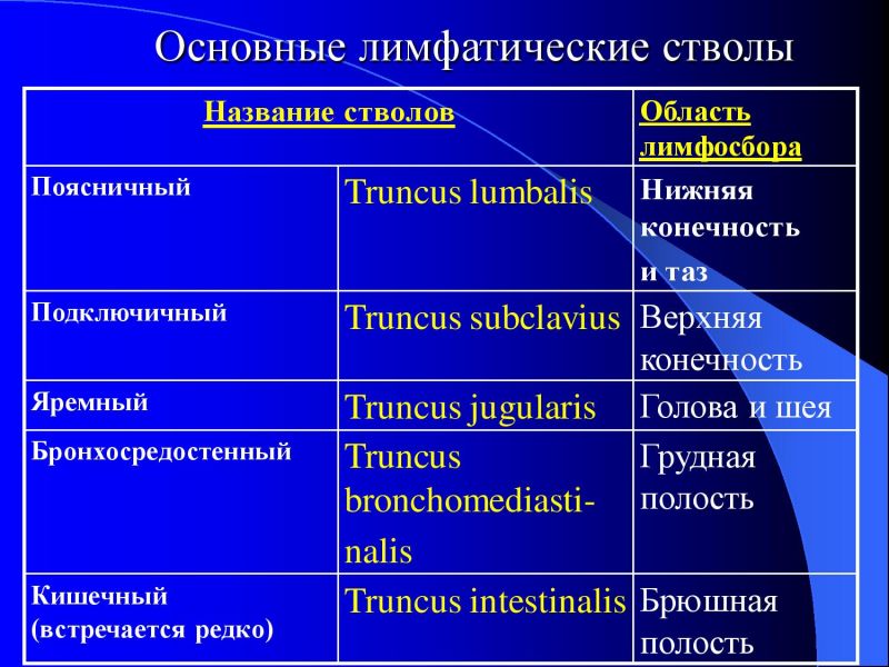 Лимфатические сосуды таблица