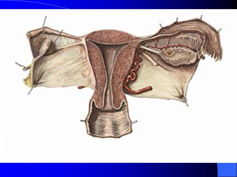Какие связки матки. Связочный аппарат яичника. Связочный аппарат матки анатомия. Круглая связка матки анатомия.