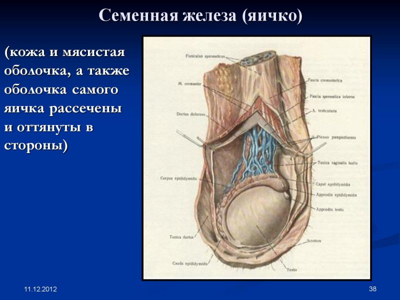 Мужская половая железа семенник. Семенные железы. Семенные железы у мужчин. Семенная железа топография. Мужские семянны жележи.
