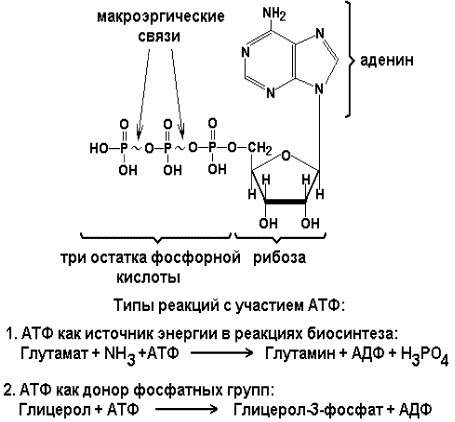 Остаток фосфорной кислоты атф. АТФ молекула макроэргическая связь. АТФ содержит макроэргические связи. Рибоза макроэргические связи аденин. 2. Макроэргические соединения. Цикл АДФ - АТФ.