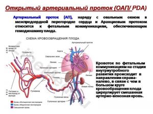 serdech057.jpg