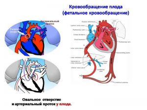serdech058.jpg