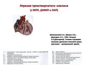 serdech201.jpg