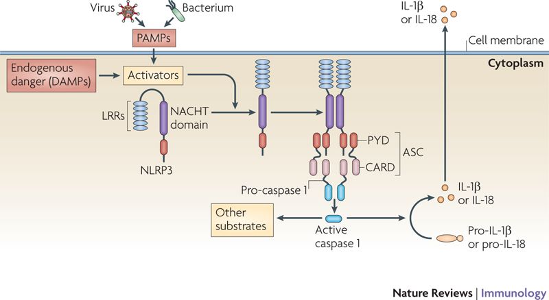 NLRP3 inflammasome activation