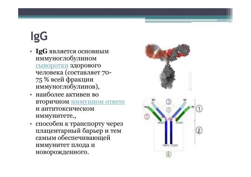 Иммуноглобулины классы и функции. Иммуноглобулин g антитела характеризуется. Высокий иммуноглобулин причины